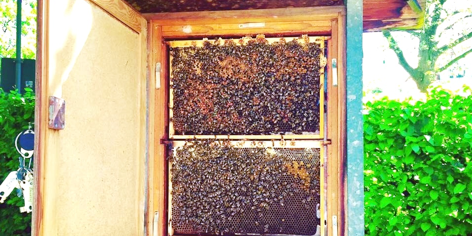 100 Jahre Botanischer Garten