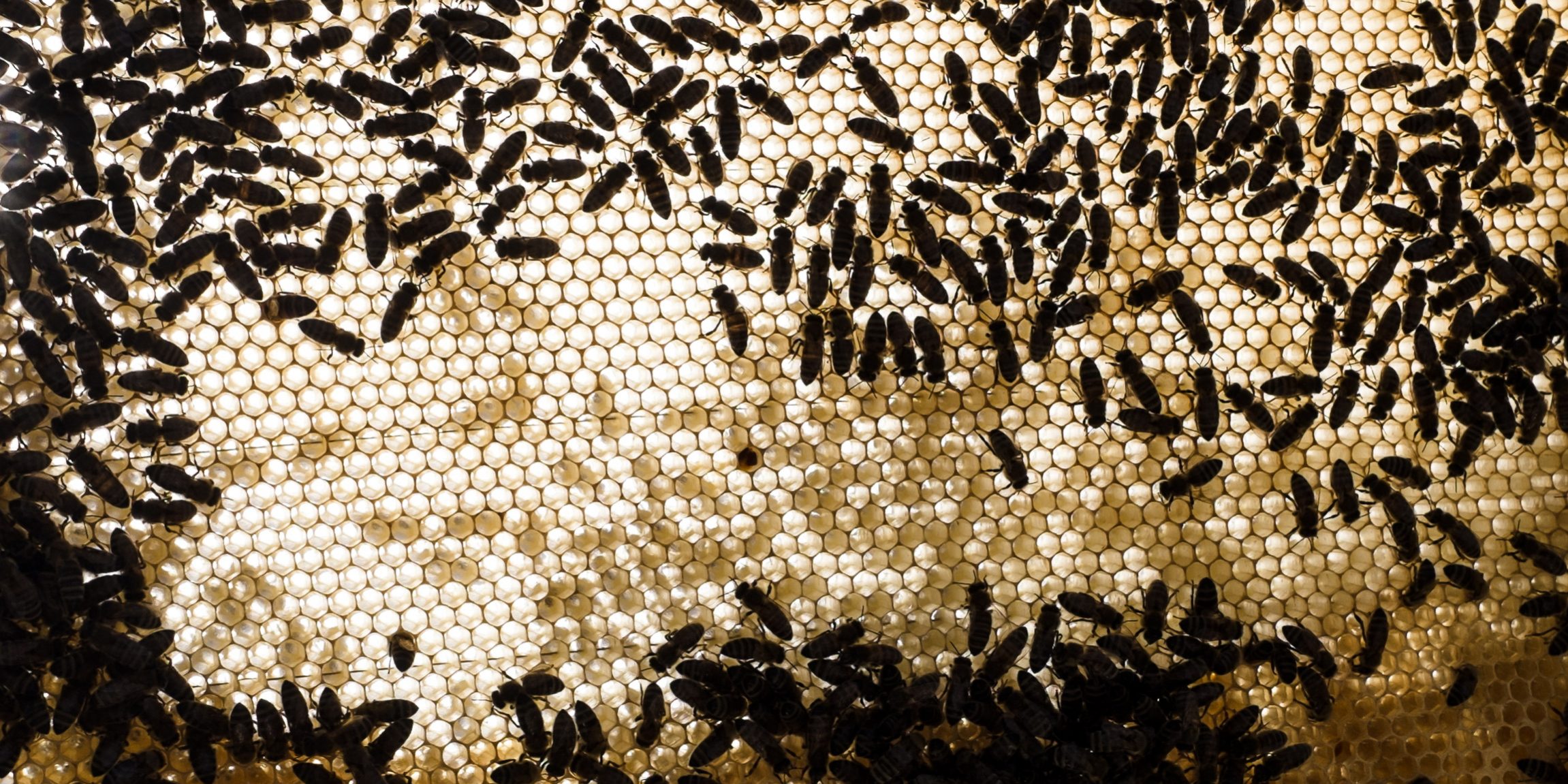 BIENEN_WABE_FOTO_FLORIAN KRAFT_IMG_0098